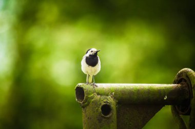 İlkbaharda güzel bir kıvrık kuyruk. Arka planda ağaçlarla bahçede oturan bir kuş..