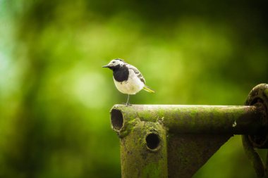 İlkbaharda güzel bir kıvrık kuyruk. Arka planda ağaçlarla bahçede oturan bir kuş..