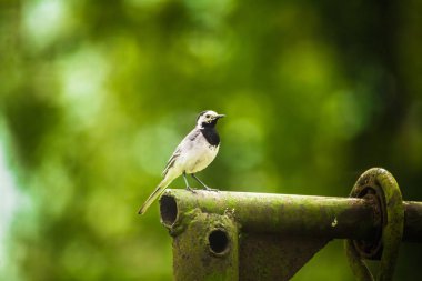 İlkbaharda güzel bir kıvrık kuyruk. Arka planda ağaçlarla bahçede oturan bir kuş..