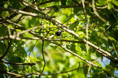 İlkbaharda güzel bir kıvrık kuyruk. Arka planda ağaçlarla bahçede oturan bir kuş..