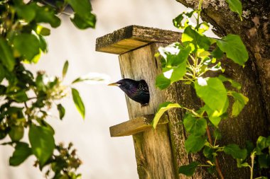 İlkbaharda güzel bir sığırcık yuvalanma mevsimi için hazırlanıyor. Ağaçtaki vahşi kuş.