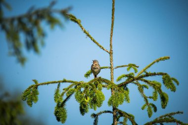 İlkbaharda açık bir ormanda güzel bir ardıç kuşu şarkısı. Vahşi doğada güzel bir manzara.