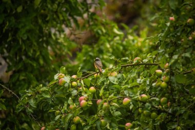 Güzel bir erkek kızıl yazın sonunda bir elma ağacında oturuyor. Vahşi kuş arka bahçede yuva yapmaya hazırlanıyor..