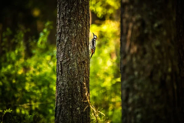 松林の中で美しい カラフルなキツツキの餌 森の自然景観 — ストック写真