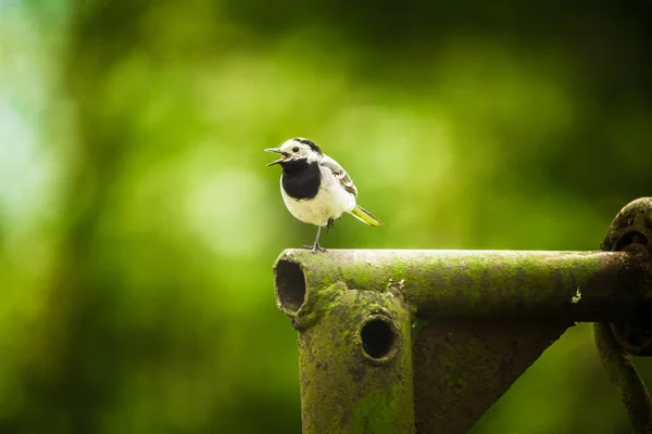 Beautiful Whit Wagtail Spring Bird Sitting Backyard Trees Background — Stock Photo, Image