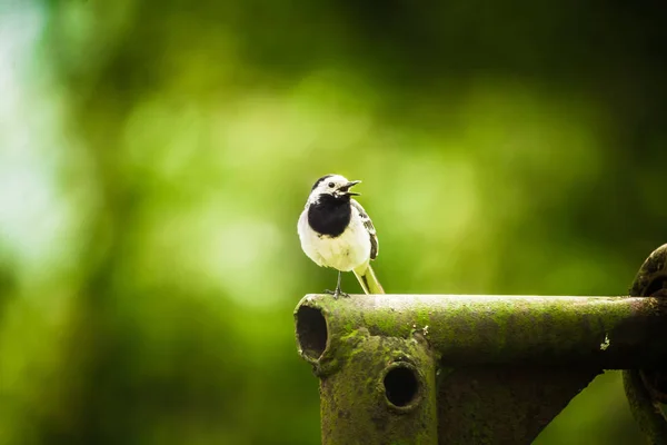 Beau Whit Wagtail Printemps Oiseau Assis Dans Une Cour Avec — Photo