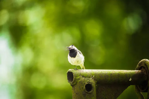 Hermoso Remolino Primavera Pájaro Sentado Patio Trasero Con Árboles Fondo — Foto de Stock