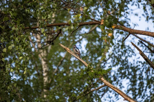 松林の中で美しい カラフルなキツツキの餌 森の自然景観 — ストック写真