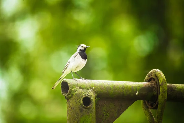 A beautiful whit wagtail in the spring. A bird sitting in a backyard with trees in the background.