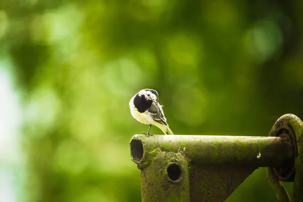 Lkbaharda Güzel Bir Kıvrık Kuyruk Arka Planda Ağaçlarla Bahçede Oturan — Stok fotoğraf