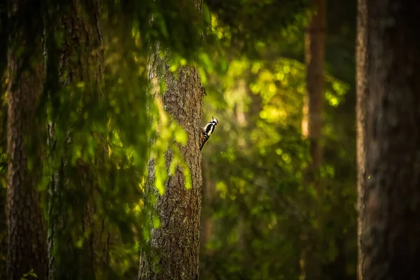 Vacker Färgstark Hackspett Som Äter Tallskogen Naturlandskap Skogen — Stockfoto