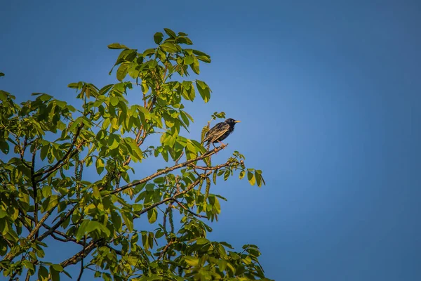 Krásný Starling Jaře Připravuje Hnízdící Sezónu Divoký Pták Stromě — Stock fotografie