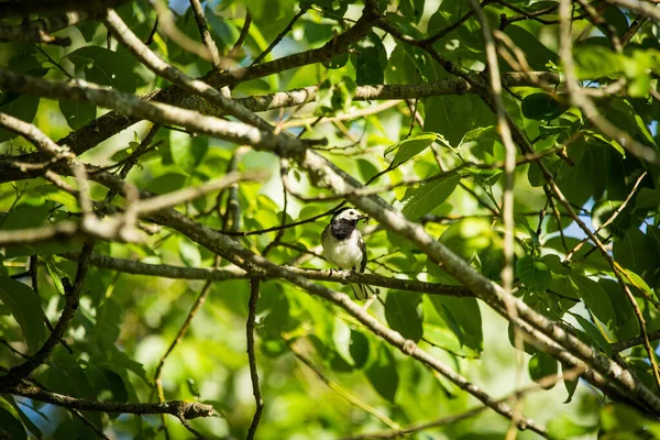Krásný Bílý Ocas Jaře Pták Sedící Dvorku Stromy Pozadí — Stock fotografie