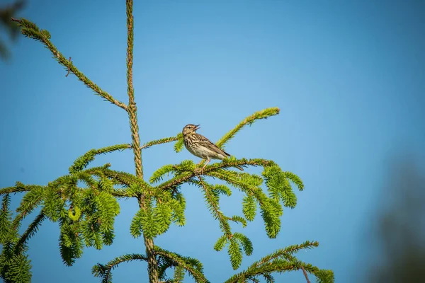 Eine Schöne Singdrossel Auf Einer Waldlichtung Frühling Schöne Landschaft Freier — Stockfoto