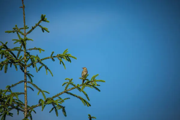 Vacker Sångtrast Skogsglänta Våren Vacker Natur Det Vilda — Stockfoto