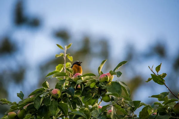 夏末的时候 一个漂亮的红种人坐在苹果树上 野鸟准备在后院筑巢 — 图库照片