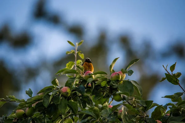 夏末的时候 一个漂亮的红种人坐在苹果树上 野鸟准备在后院筑巢 — 图库照片