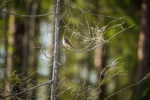 Прекрасная Песня Дрозда Поляне Лесу Весной Сцена Дикой Природе — стоковое фото