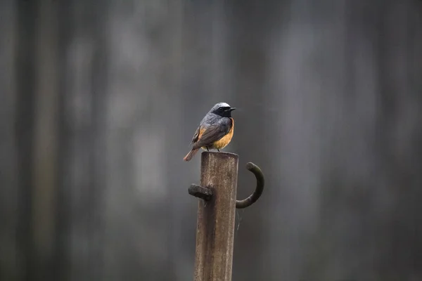 Belo Macho Redstart Sentado Uma Estrutura Artificial Quintal Primavera Cenário — Fotografia de Stock