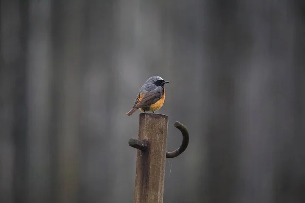 Belo Macho Redstart Sentado Uma Estrutura Artificial Quintal Primavera Cenário — Fotografia de Stock