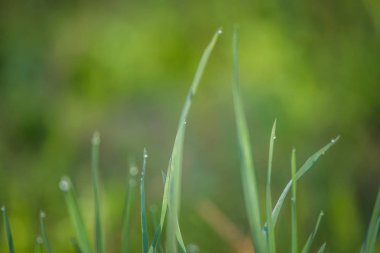Arka bahçede taze yeşil çimlerin güzel bir yakın çekimi. Bahar manzarası.