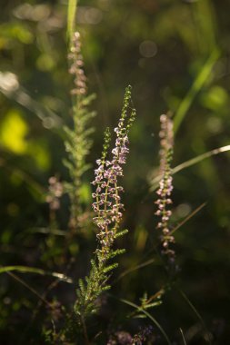 Arka bahçede taze yeşil çimlerin güzel bir yakın çekimi. Bahar manzarası.