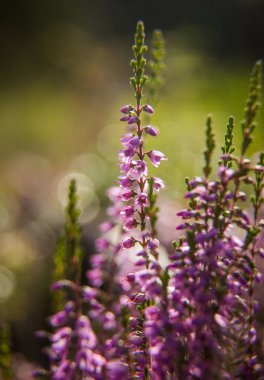 Yaz bahçesinde açan güzel bir çiçek. Taze çiçeklerin arka bahçesi.