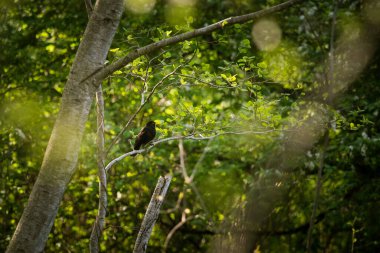 Baharda güzel bir karatavuk yuvalanma mevsimi için hazırlanıyor. Bahar manzarasında vahşi kuşlar.