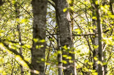 Baharda güzel bir karatavuk yuvalanma mevsimi için hazırlanıyor. Bahar manzarasında vahşi kuşlar.