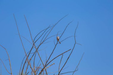 Arka bahçede şarkı söyleyen ve beslenen küçük güzel bir kuş. Bir kuşla bahar manzarası.