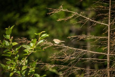Arka bahçede şarkı söyleyen ve beslenen küçük güzel bir kuş. Bir kuşla bahar manzarası.