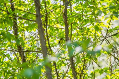 Arka bahçede şarkı söyleyen ve beslenen küçük güzel bir kuş. Bir kuşla bahar manzarası.
