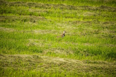 Arka bahçede şarkı söyleyen ve beslenen küçük güzel bir kuş. Bir kuşla bahar manzarası.