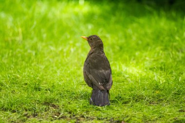 Baharda güzel bir karatavuk yuvalanma mevsimi için hazırlanıyor. Bahar manzarasında vahşi kuşlar.