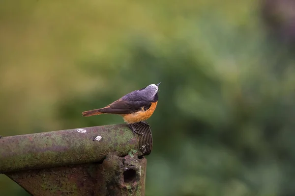 Belo Macho Redstart Sentado Uma Estrutura Artificial Quintal Primavera Cenário — Fotografia de Stock