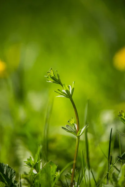 Ένα Όμορφο Κοντινό Πλάνο Ενός Φρέσκου Πράσινου Γρασιδιού Στην Αυλή — Φωτογραφία Αρχείου