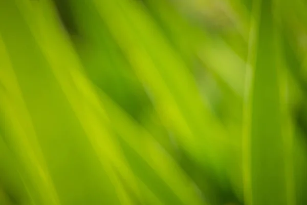 Красивый Крупный План Свежей Зеленой Травы Заднем Дворе Весенние Пейзажи — стоковое фото