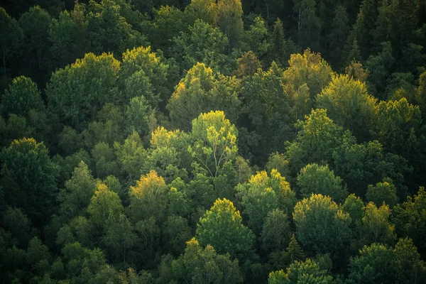 Прекрасний Вид Зверху Ліс Влітку Вранці Аерофотозйомка Диких Лісів — стокове фото