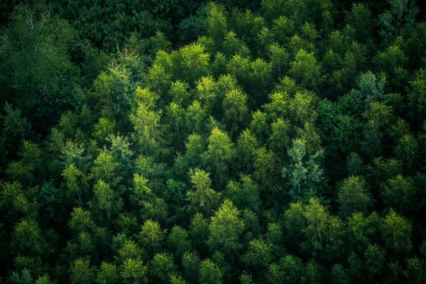 Krásný Výhled Výše Uvedeného Les Letním Ránu Letecká Fotografie Divokých — Stock fotografie