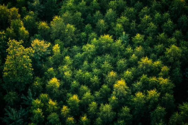 Une Belle Vue Qui Précède Forêt Matin Été Photographie Aérienne — Photo