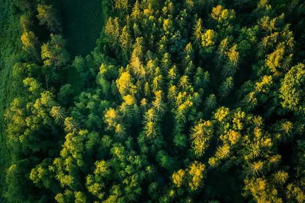 Krásný Výhled Výše Uvedeného Les Letním Ránu Letecká Fotografie Divokých — Stock fotografie