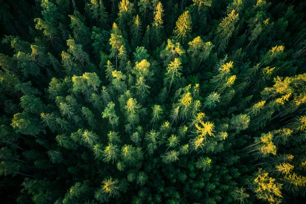 Beautiful View Forest Summer Morning Aero Photography Wild Woods — Stock Photo, Image