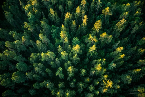 Прекрасний Вид Зверху Ліс Влітку Вранці Аерофотозйомка Диких Лісів — стокове фото