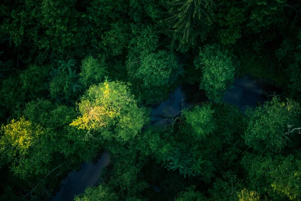 Une Belle Vue Qui Précède Forêt Matin Été Photographie Aérienne — Photo