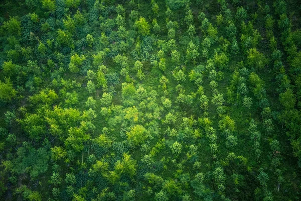 Une Belle Vue Qui Précède Forêt Matin Été Photographie Aérienne — Photo