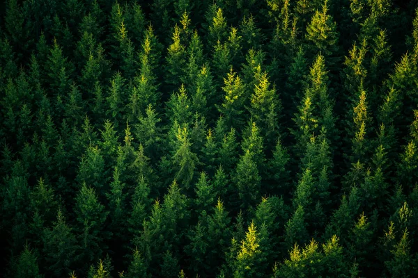 Vacker Utsikt Från Ovan Till Skogen Sommaren Morgon Flygfotografering Vilda — Stockfoto