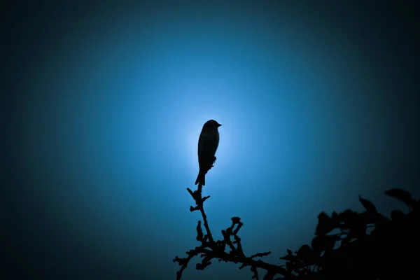 Una Hermosa Silueta Oscura Pequeño Pájaro Cantando Contra Cielo Azul —  Fotos de Stock