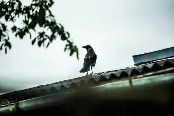 Красивая Ворона Кормится Заднем Дворе Городской Пейзаж Птицей — стоковое фото