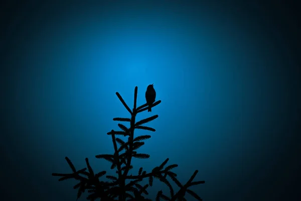 Гарний Темний Силует Маленького Співаючого Птаха Тлі Блакитного Неба Ввечері — стокове фото