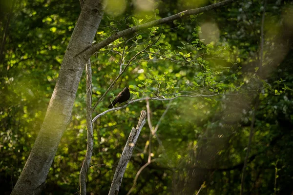 春には美しい黒い鳥が巣作りの季節に備えています 春の風景の中の野鳥 — ストック写真